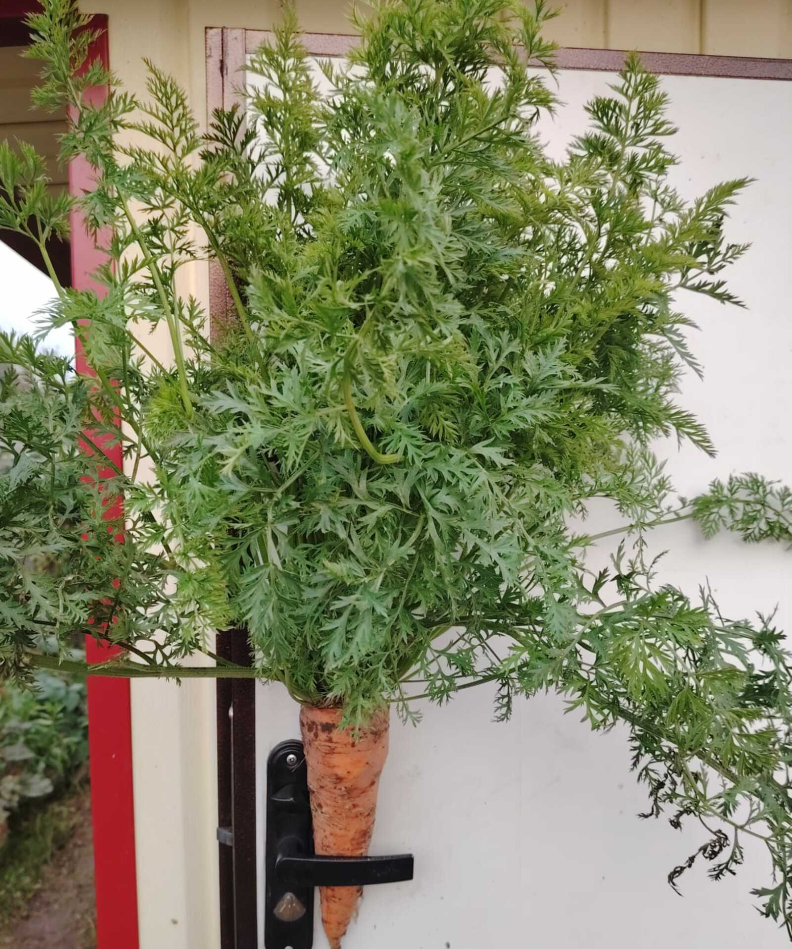 «Просто королева осени» Фирусы Адгамовны