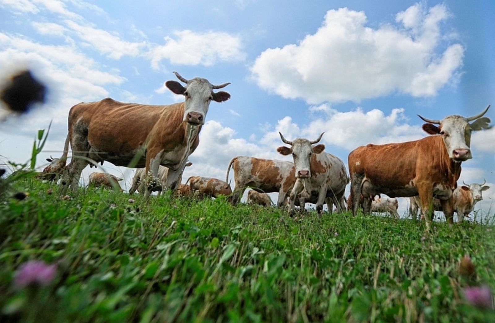 Крс что это такое. Мясомолочное животноводство Франции. Крупный рогатый скот овцеводство Краснодарский край. Сельское хозяйство скот. Животноводство коровы.