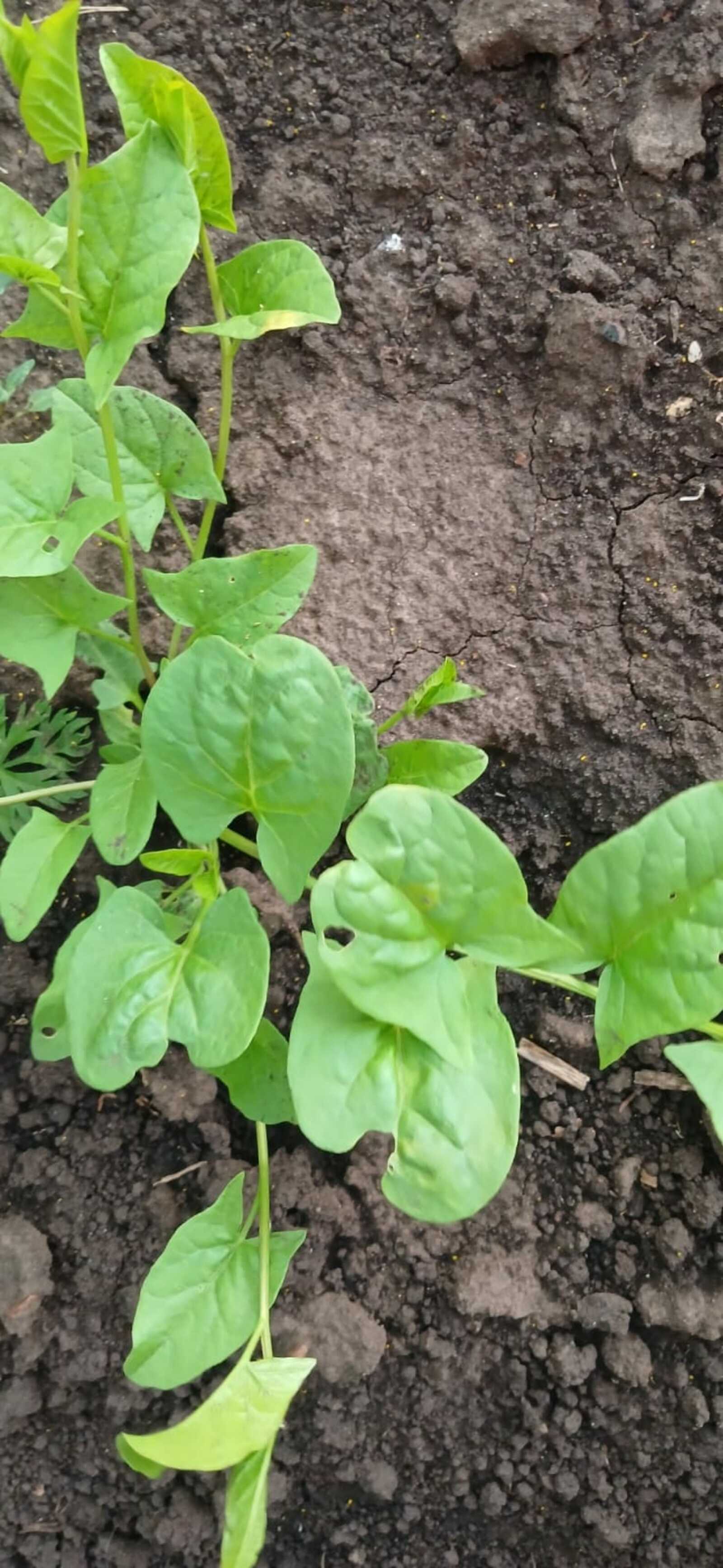 Как избавиться от вьюнка в огороде?