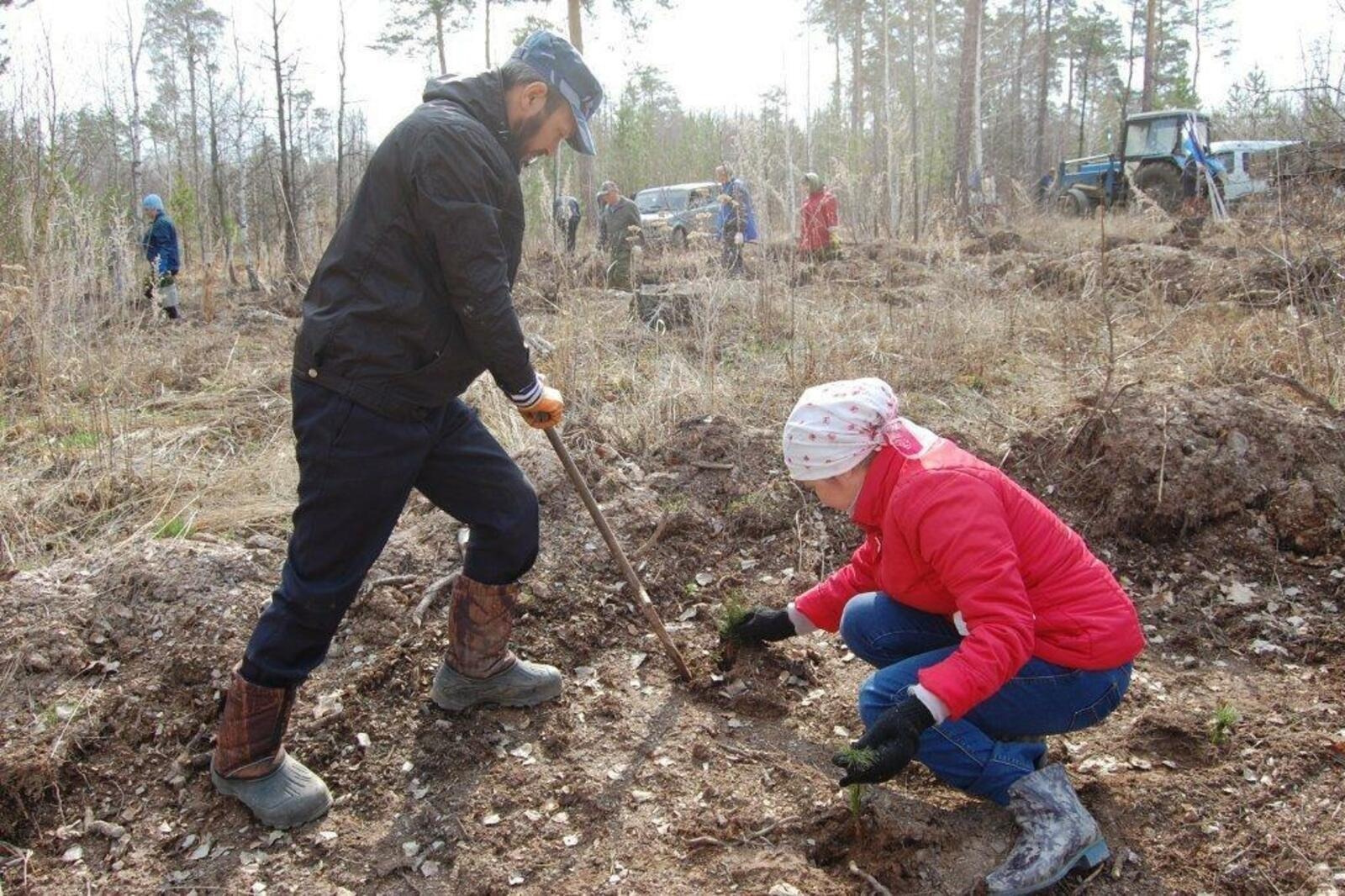 В Башкирии перевыполнили план по лесовосстановлению