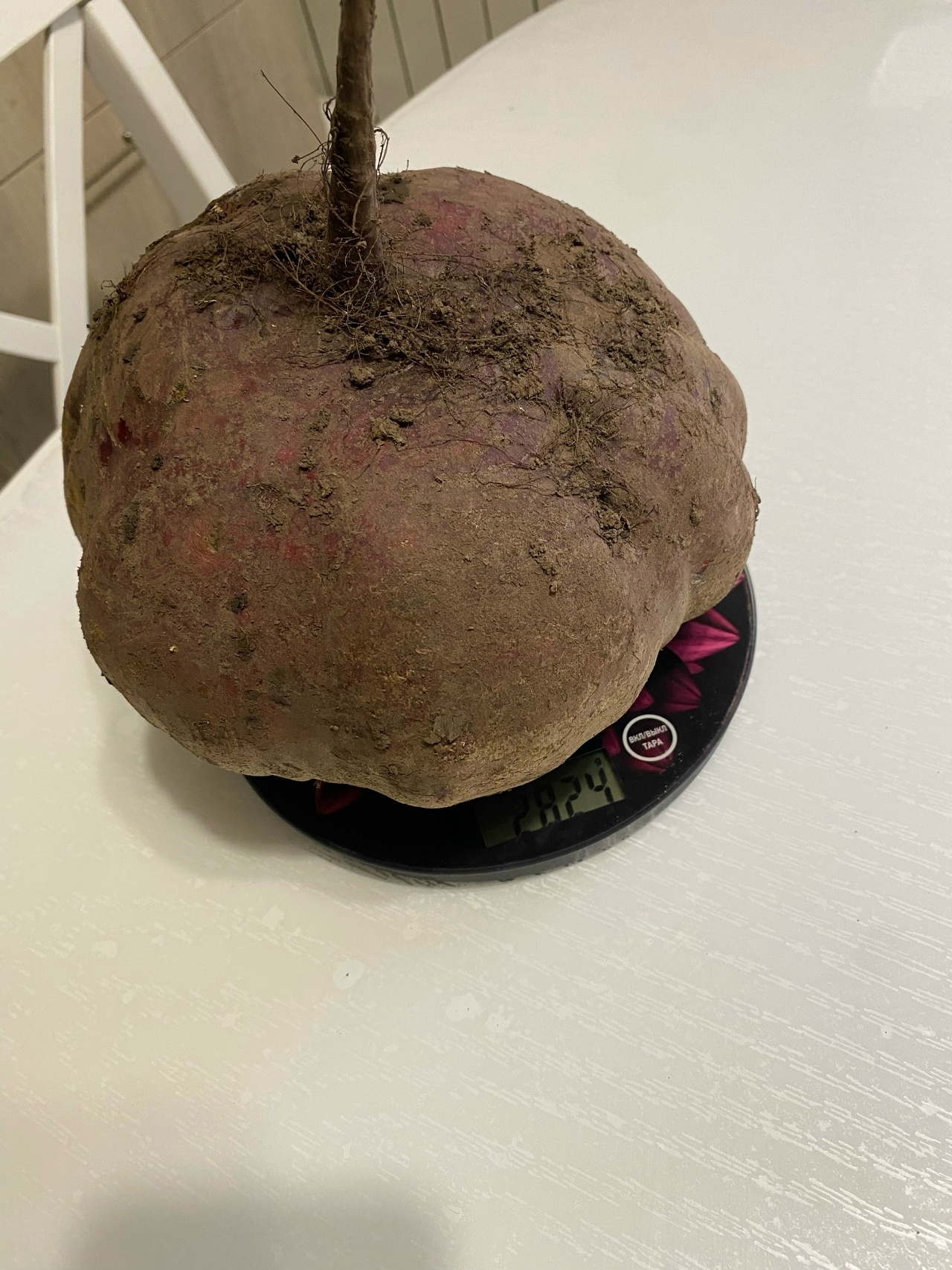 У Адиевых растут почти 3-метровые канны