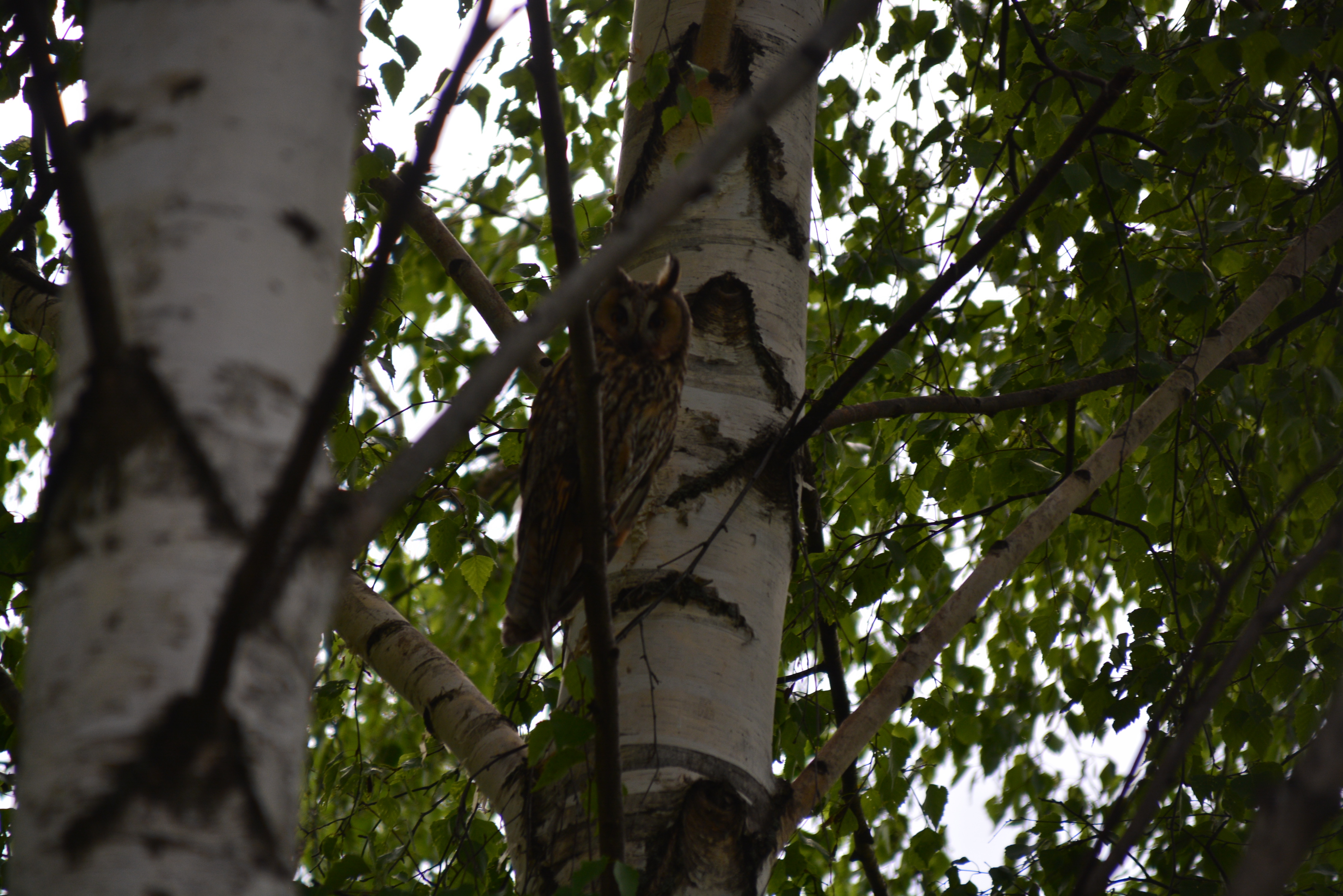 Какая погода ожидается в Башкирии на Последний звонок