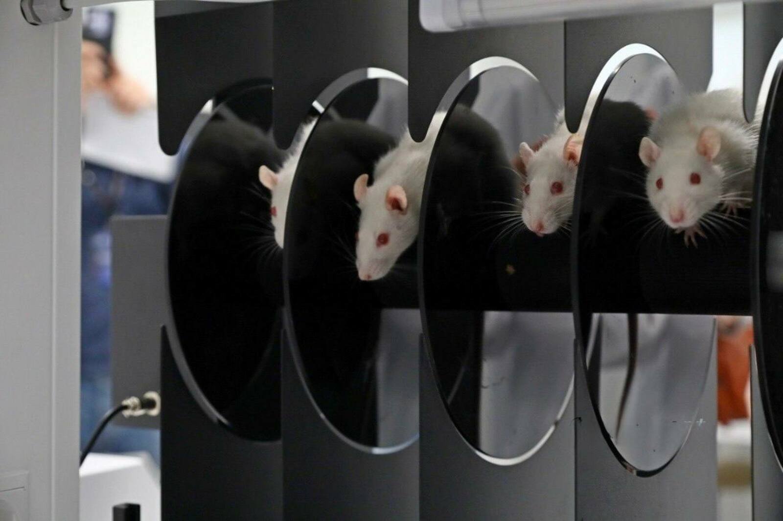 Ученые БГМУ тестируют уникальный антидепрессант