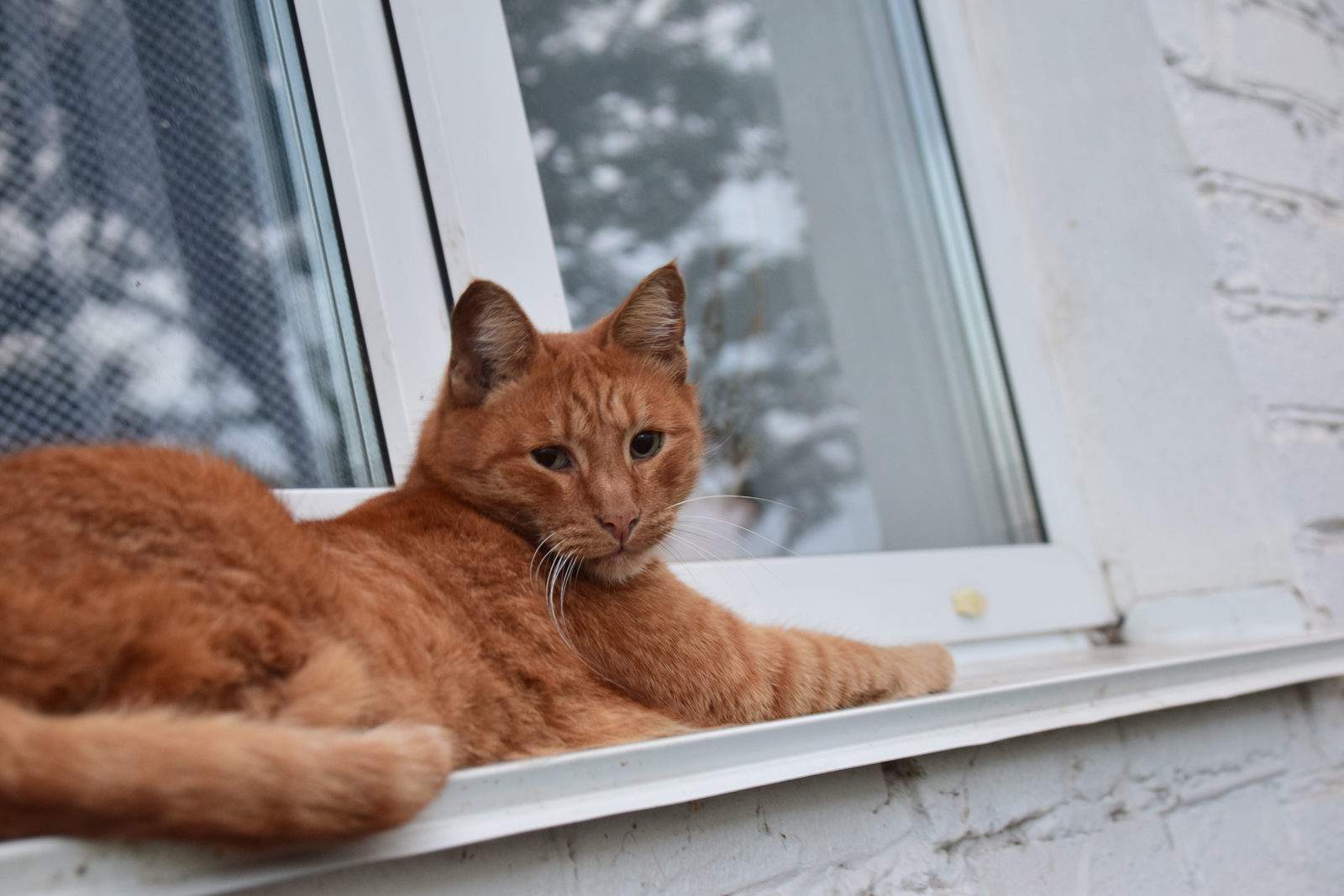 Собаки, кошки, мышки...