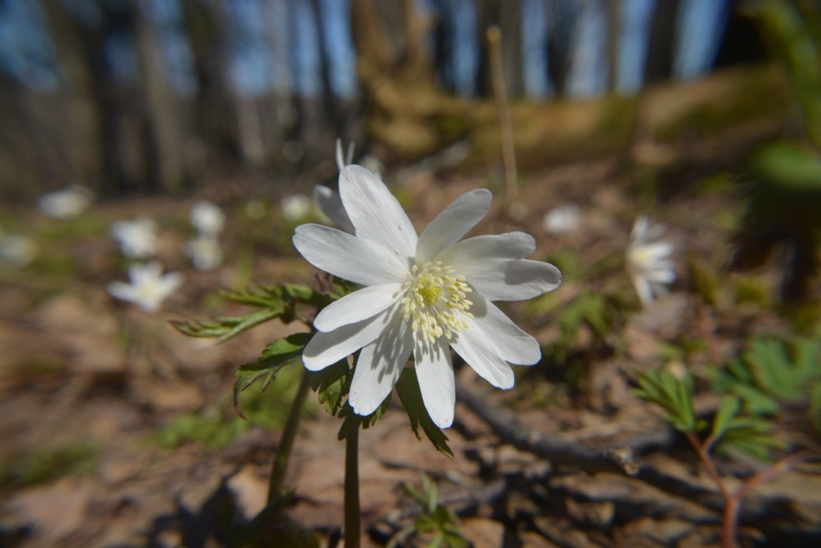 Ильдар Шарипов  Подснежники в Янаульском районе