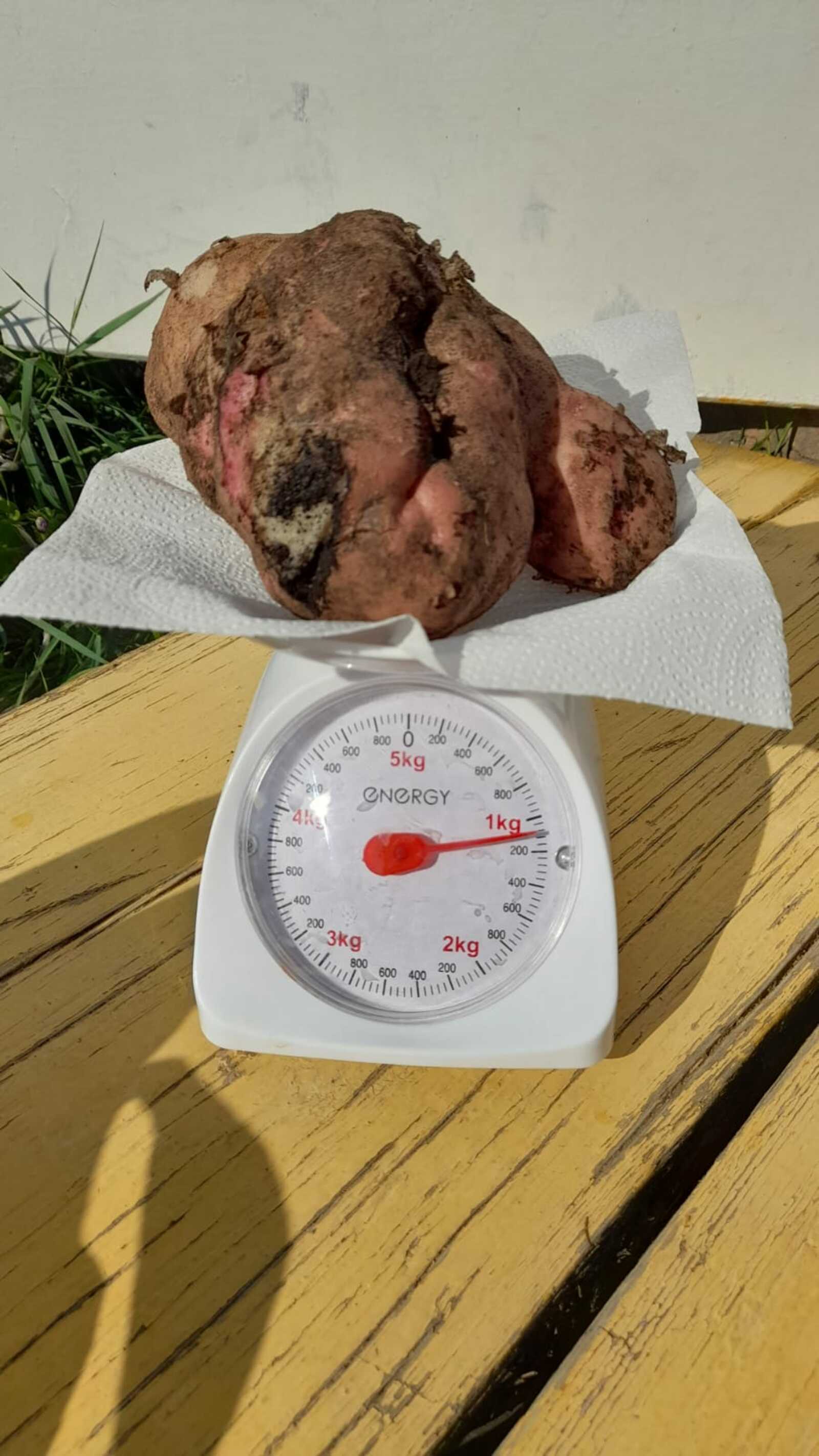 Какой урожай вырастили садоводы-огородники Янаульского района