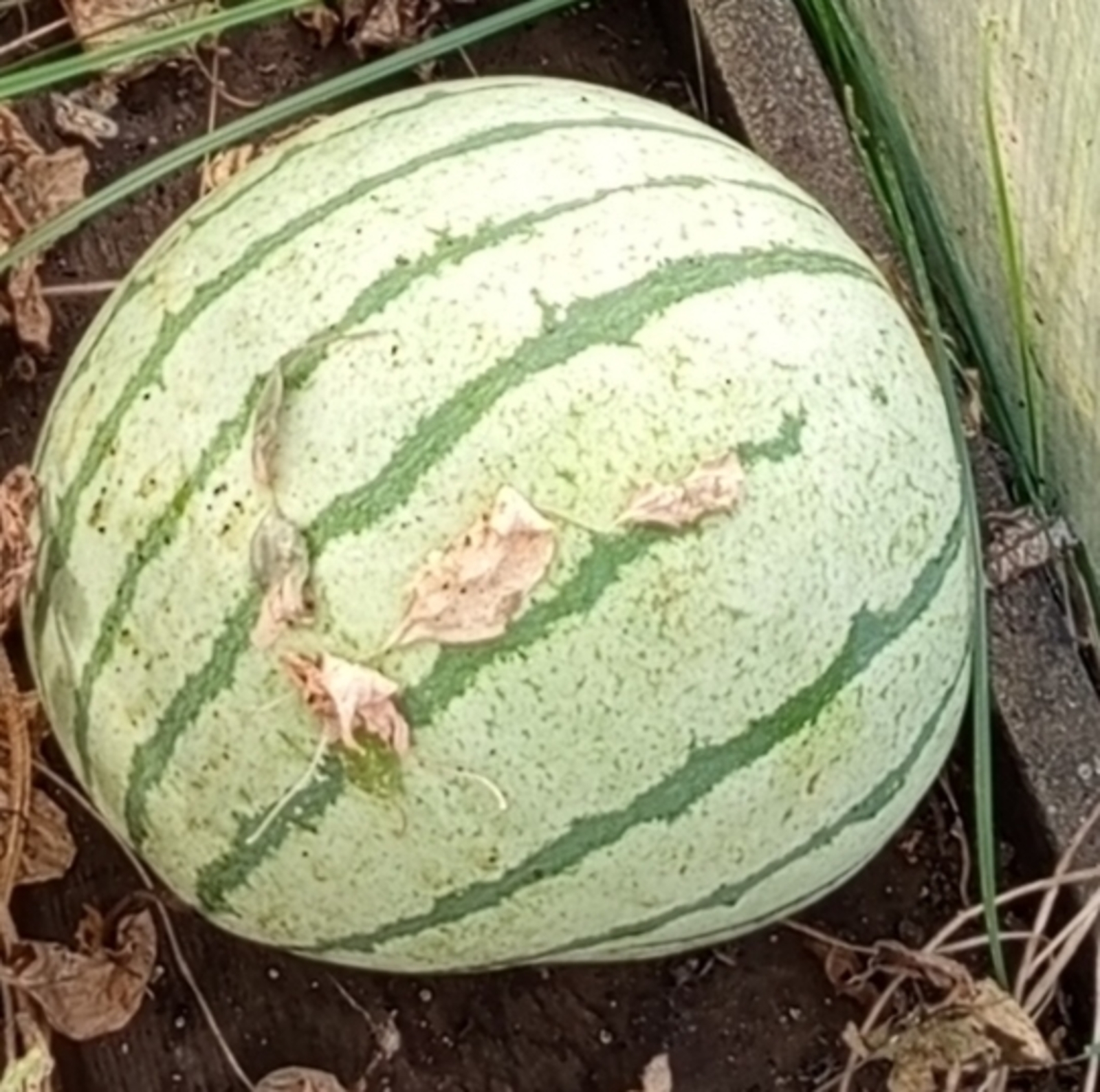 Сладкий арбуз с огорода Сухановых