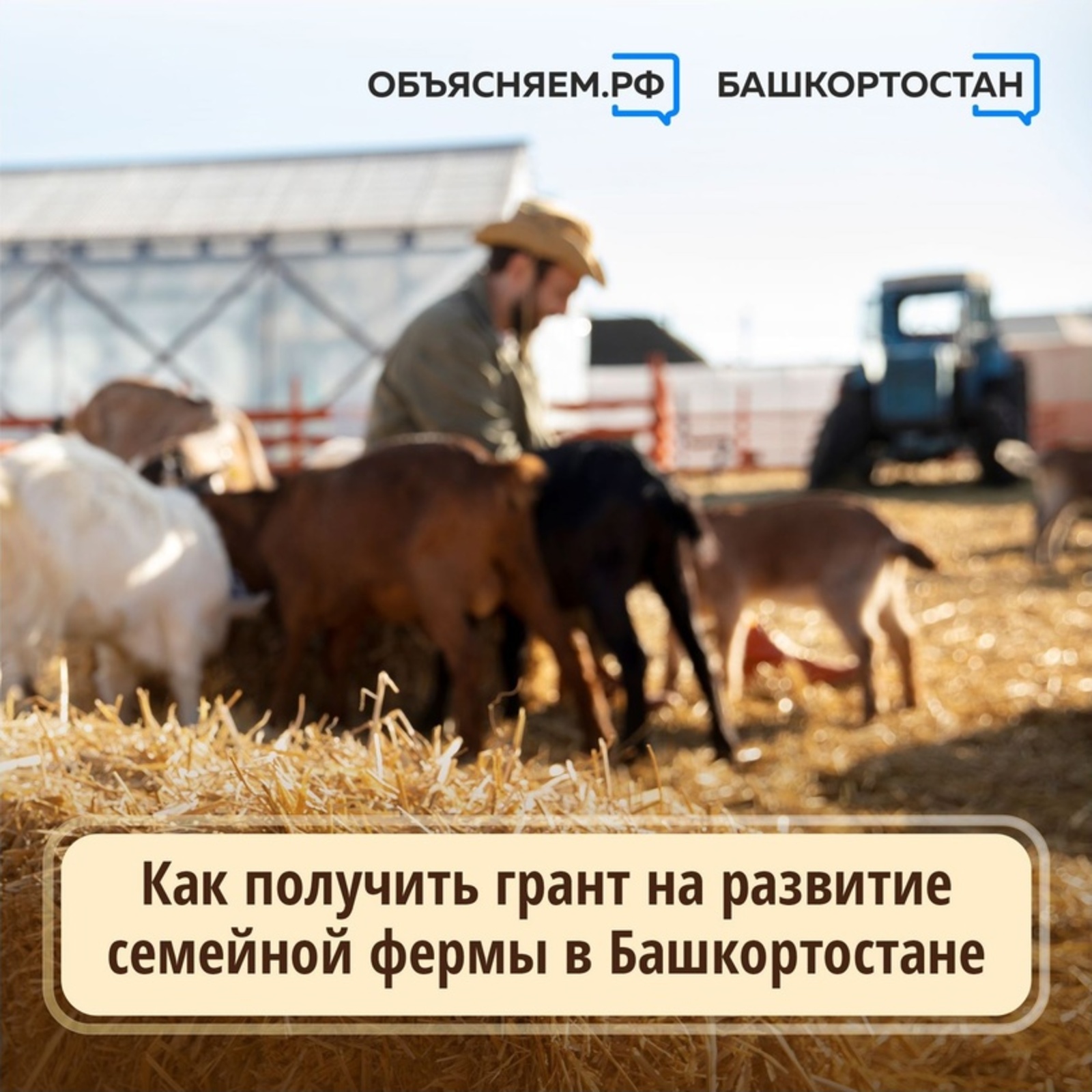Как получить грант на развитие семейной фермы в Башкирии?
