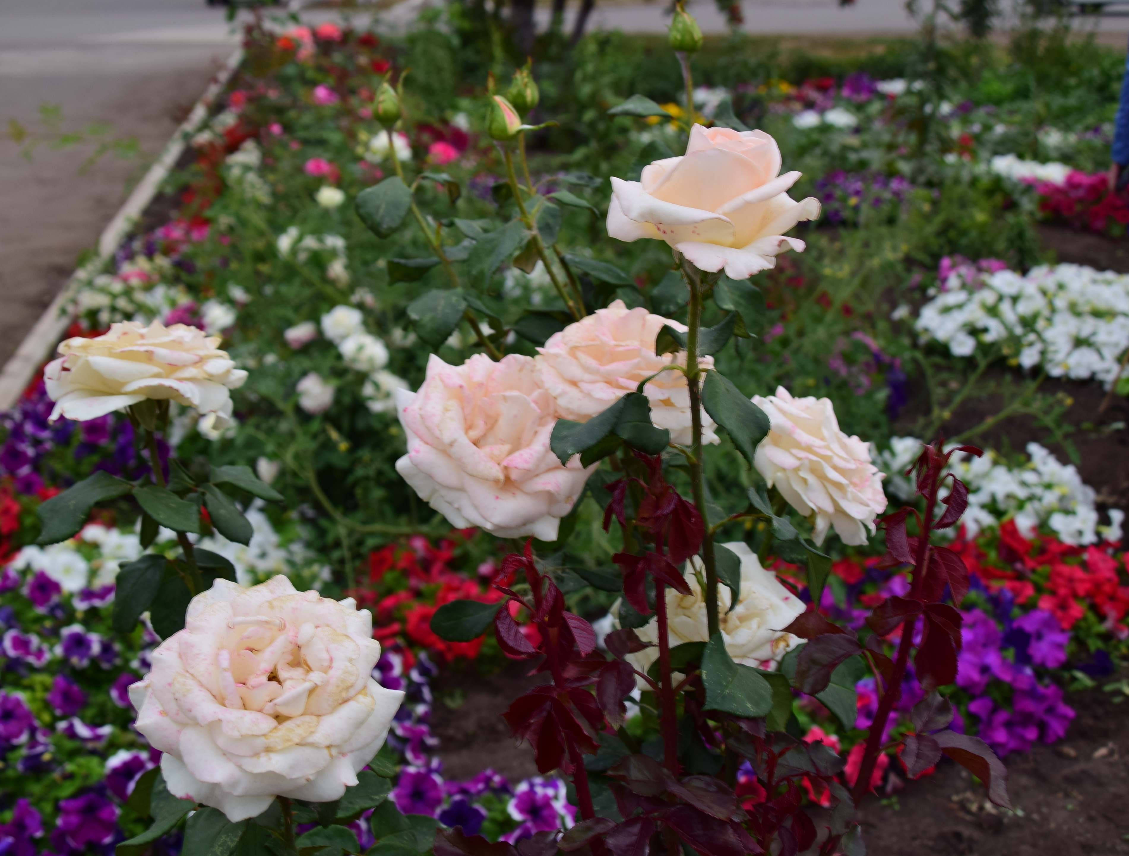 «ЯЗ» объявляют новый фотоконкурс для садоводов «Вот какая у нас красота»!