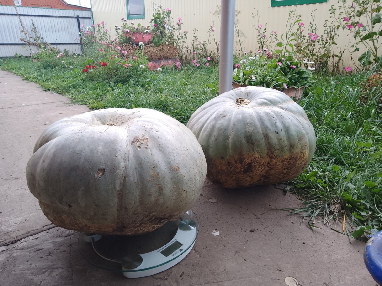 В Янаульском районе выращивают тыквы-великаны весом свыше 30 кг