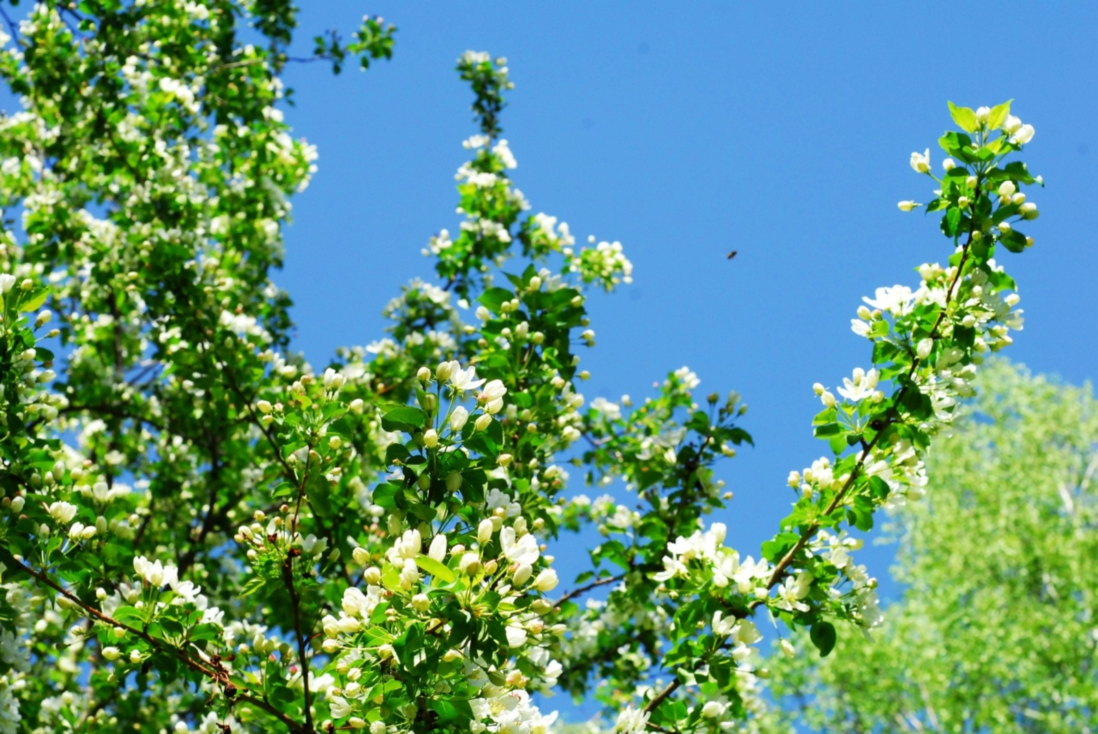 Названы единые дни проведения последнего звонка и выпускного в школах