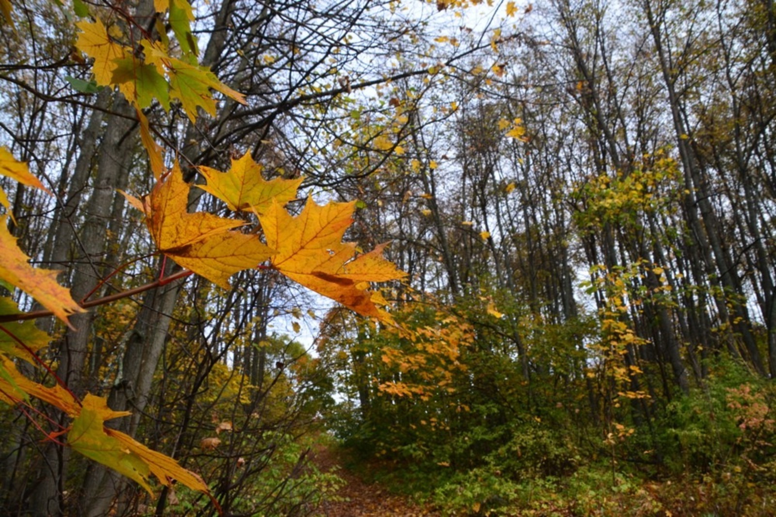Ильдар Шарипов  Осень в Янаульском районе