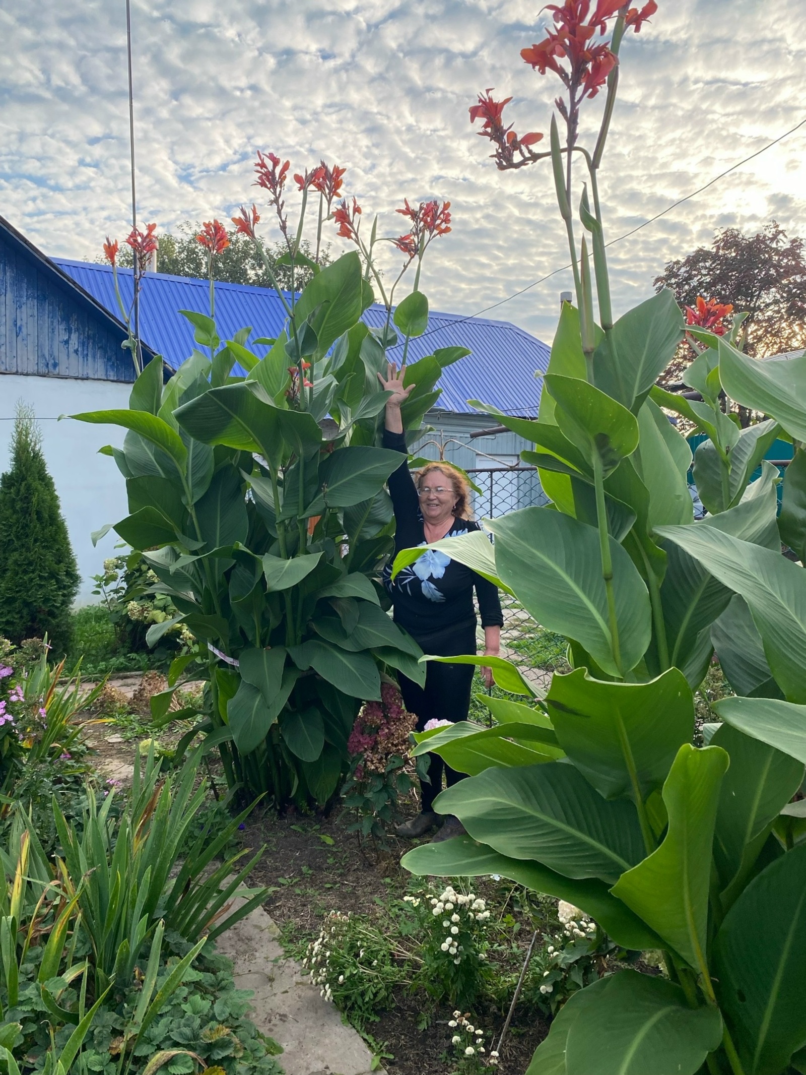 У Адиевых растут почти 3-метровые канны