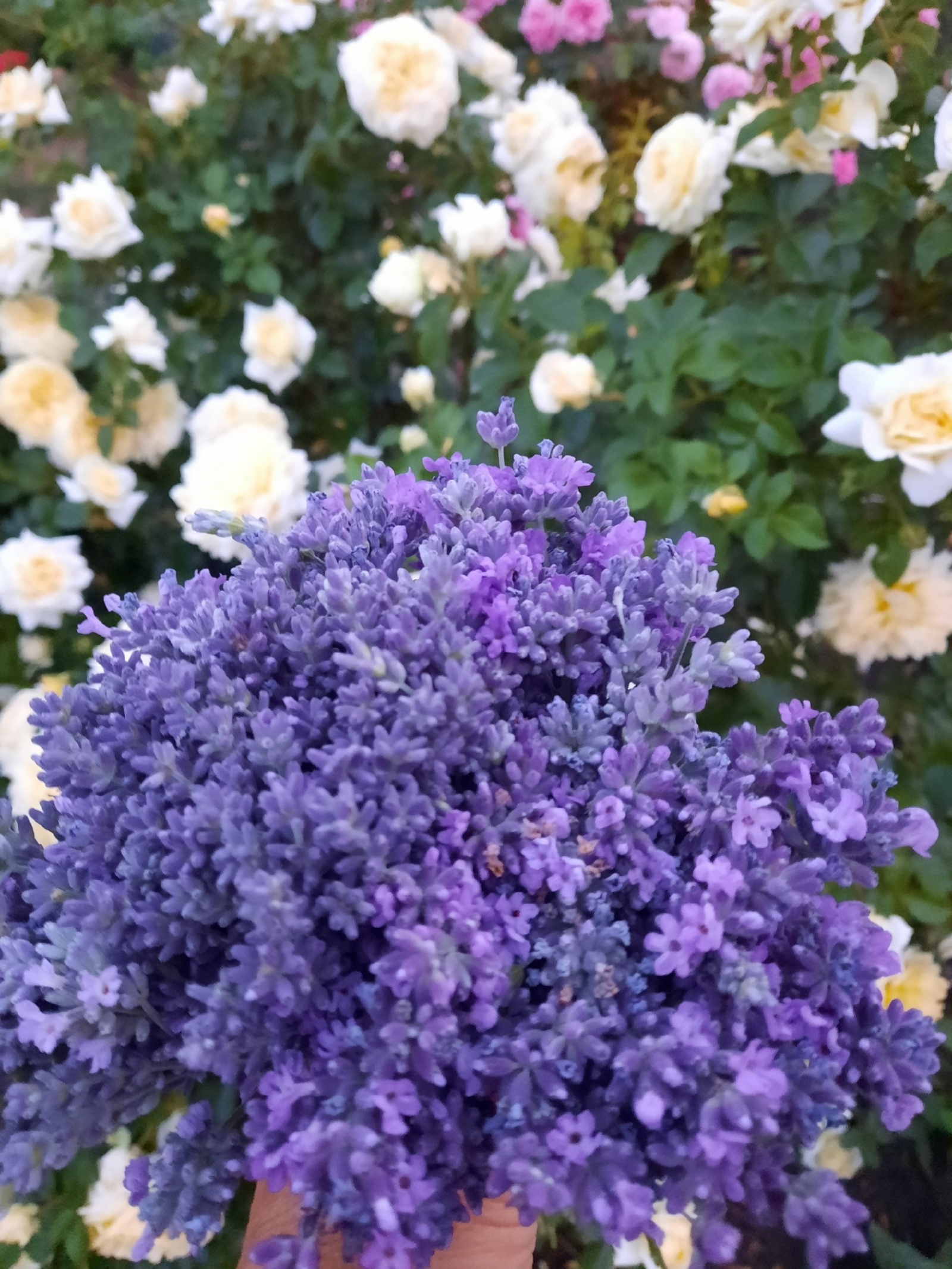 Счастье, по-вашему, это…