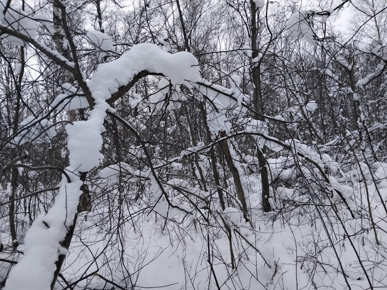 Какой будет погода в ближайшие дни