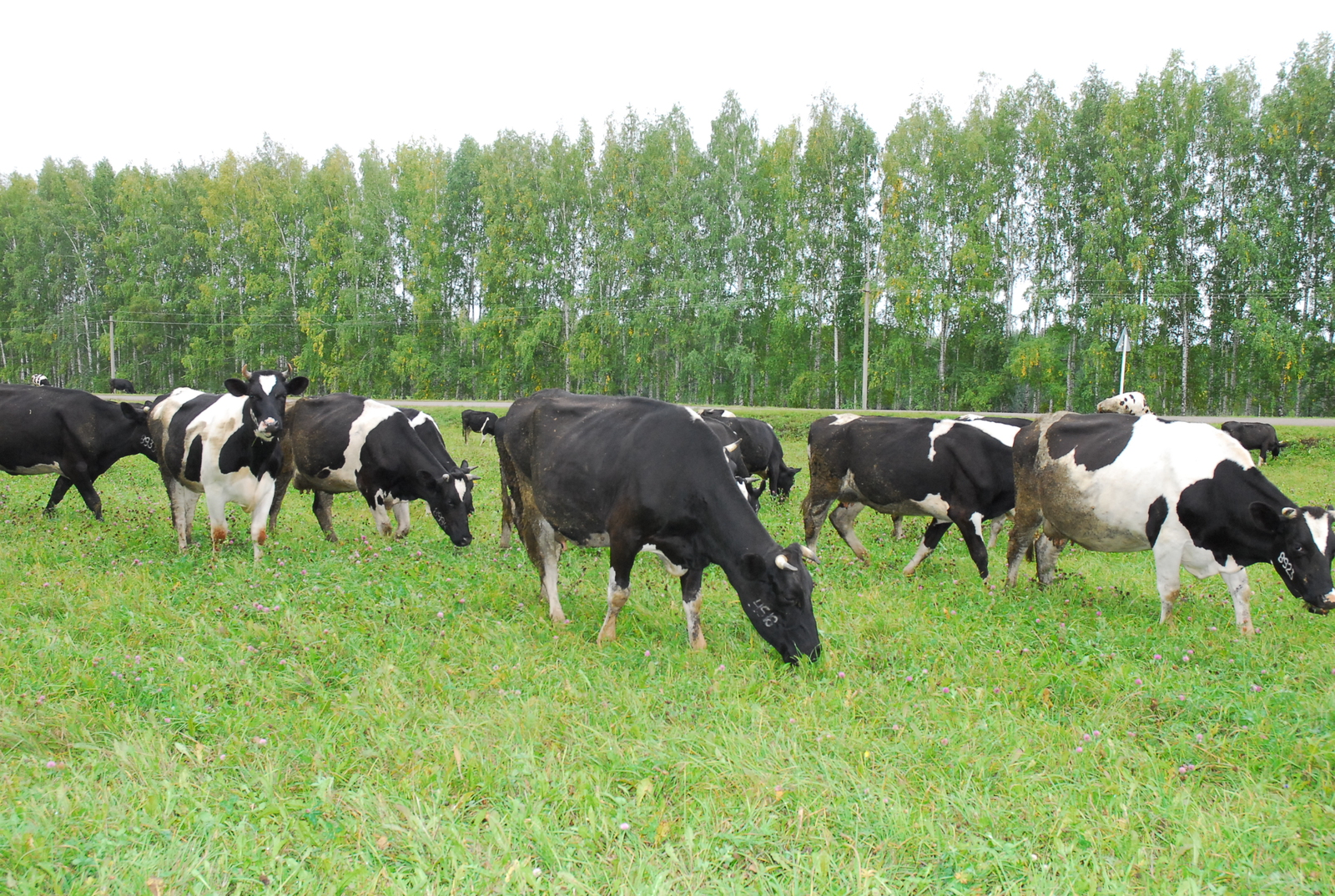 А много ли корова дает молока?