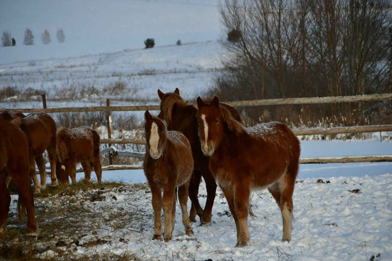 Какому знаку год Лошади станет удачным: восточный календарь на 2026 год