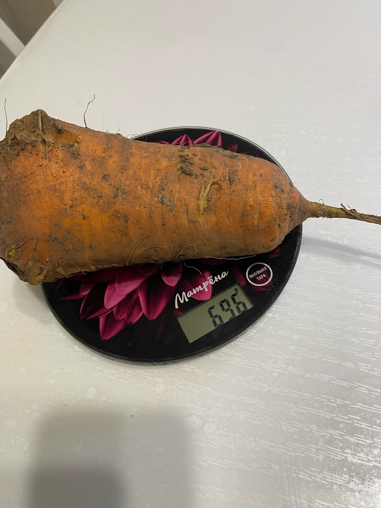 У Адиевых растут почти 3-метровые канны