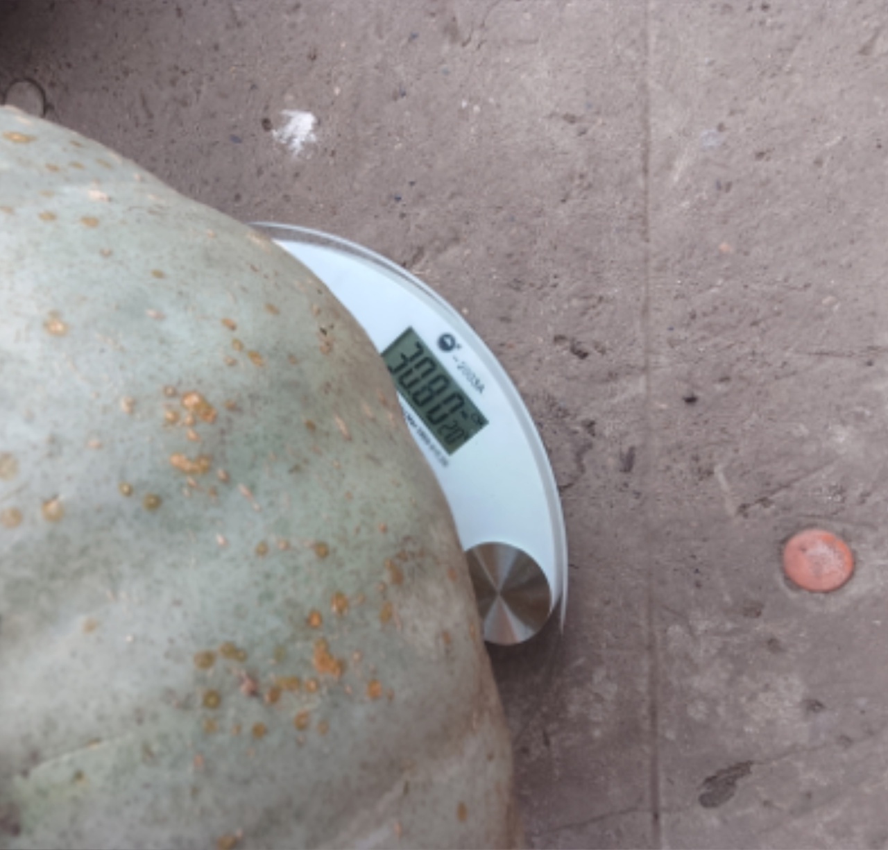 В Янаульском районе выращивают тыквы-великаны весом свыше 30 кг