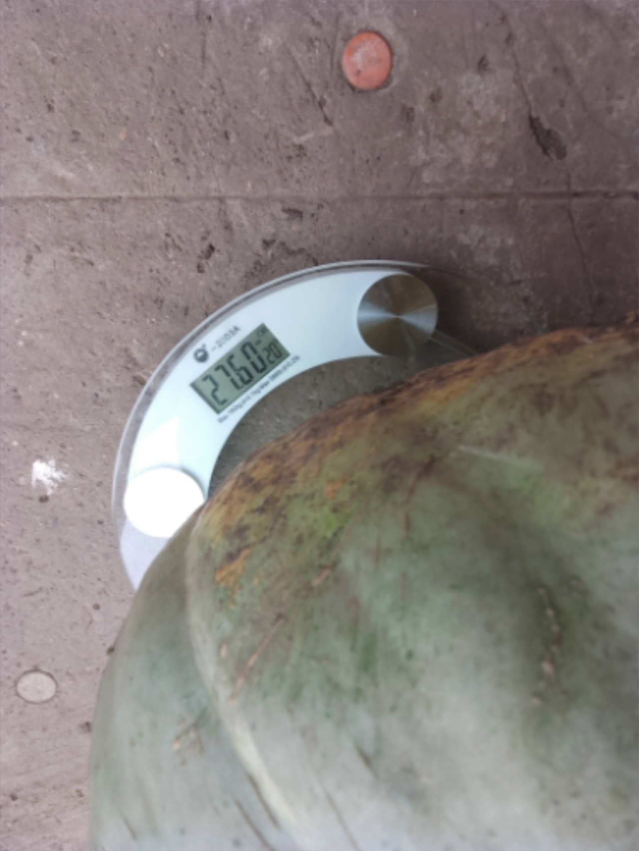 В Янаульском районе выращивают тыквы-великаны весом свыше 30 кг