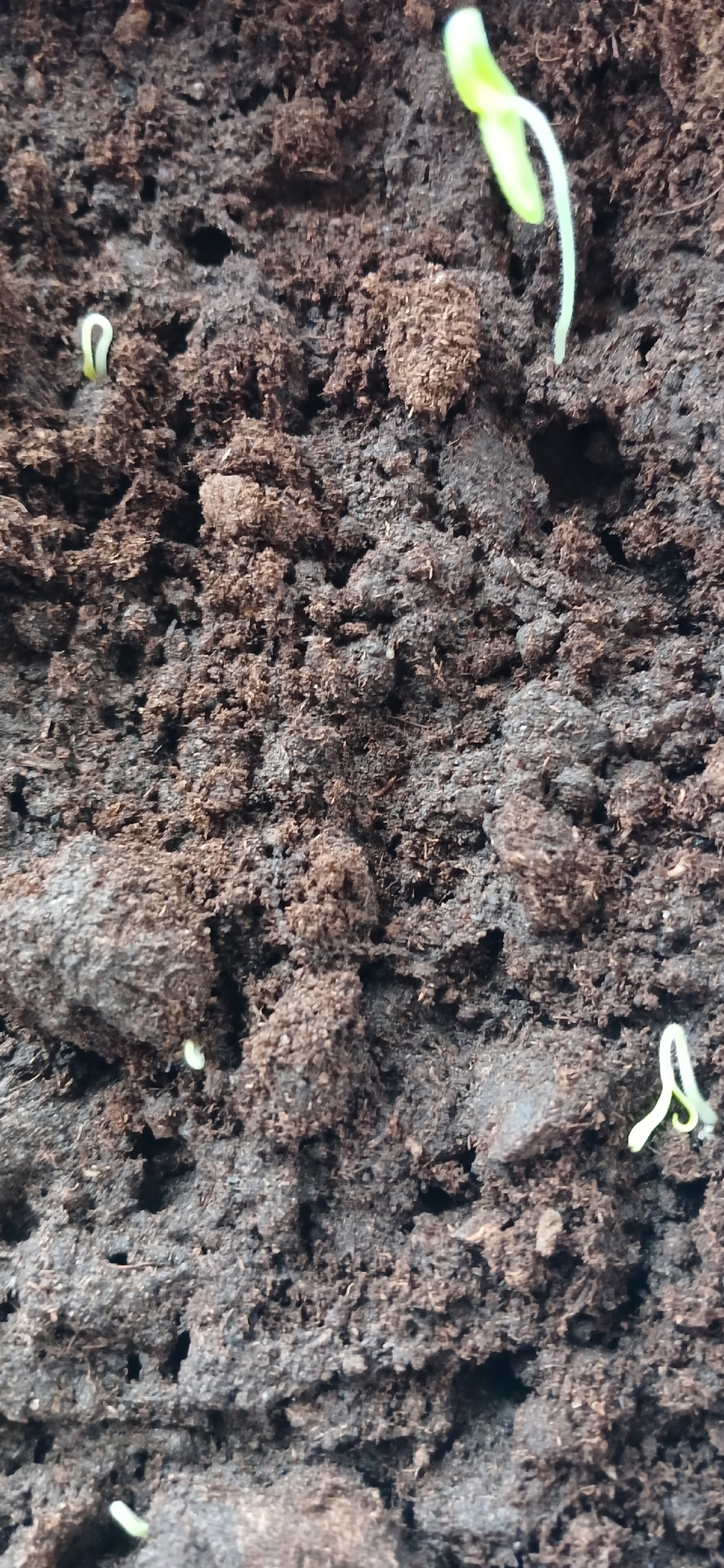 А спринтеры незаменимы, если запоздали...