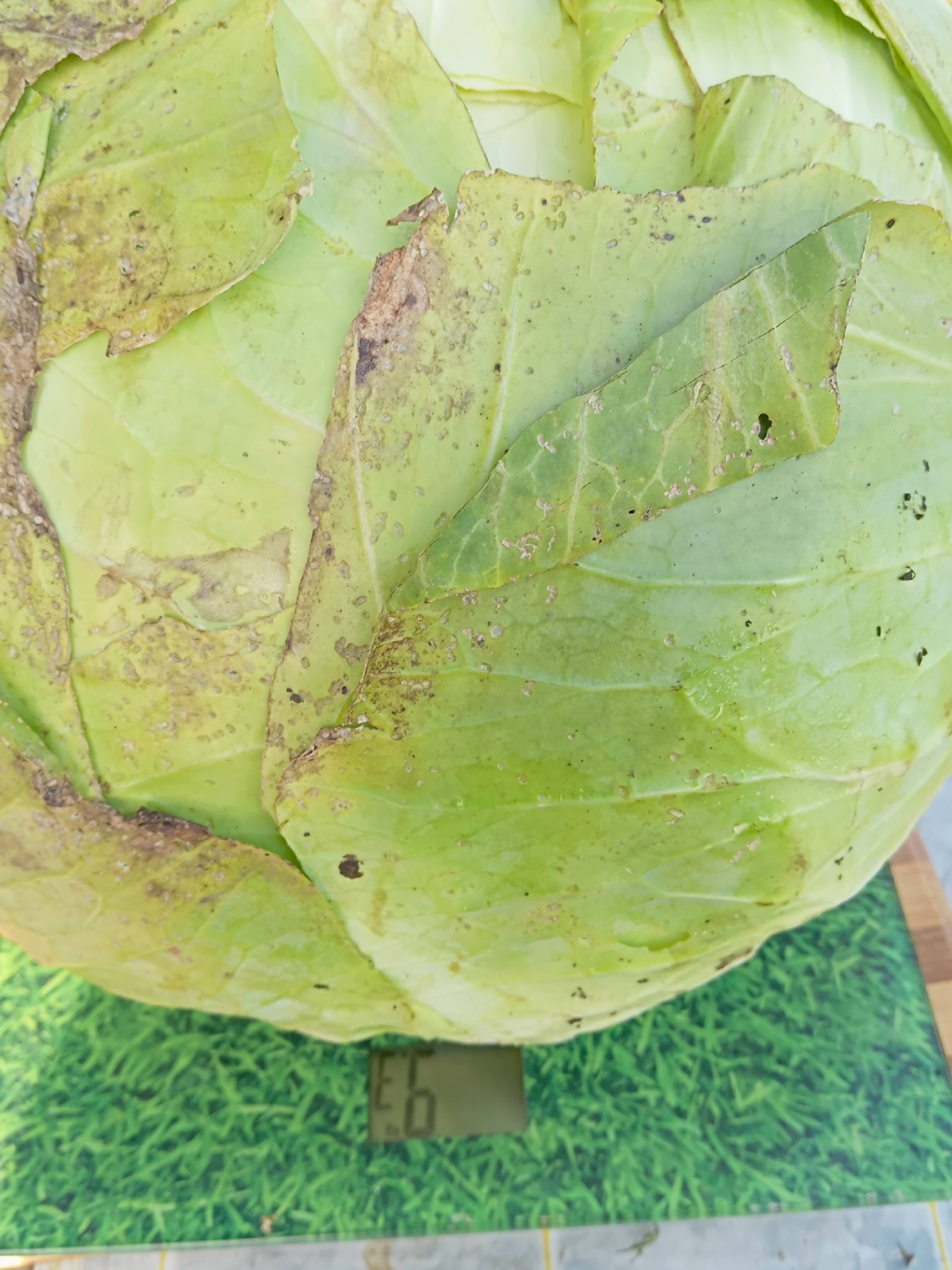 Жительница Янаула вырастила капусту весом 9,3 килограмма!